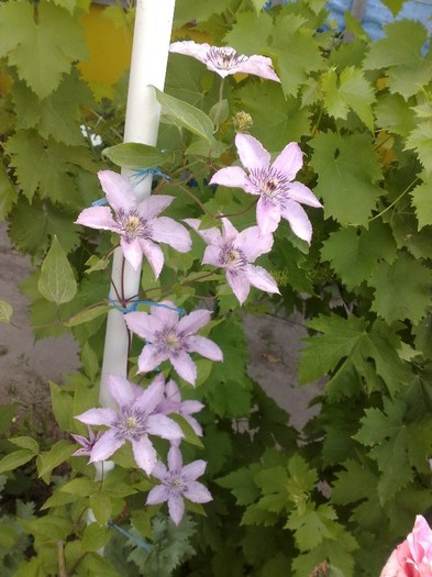 Hagley Hybrid - Clematis