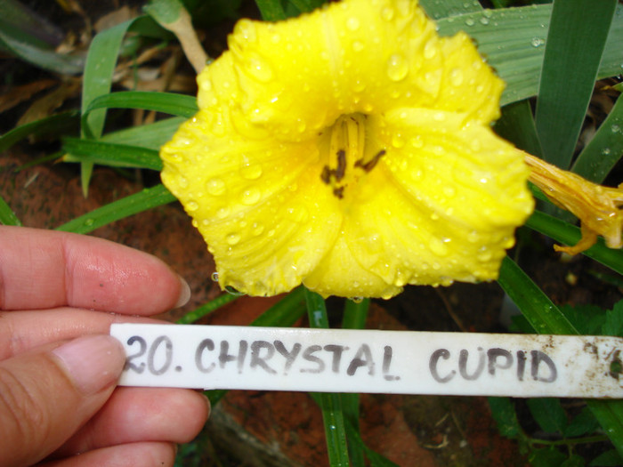 20. "Crystal Cupid", 14.06.2011 - Crystal Cupid