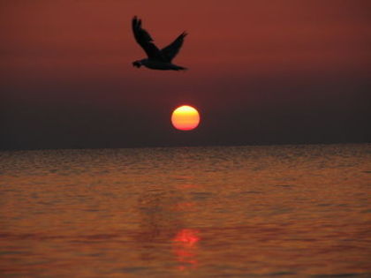 normal_Mamaia_rasarit_256