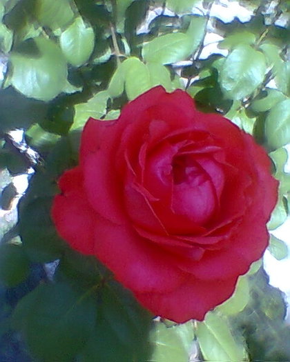 Fotogr.0083 - trandafiri 1