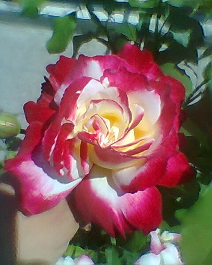 Fotogr.0088 - trandafiri 1