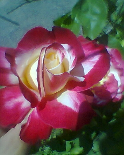 Fotogr.0089 - trandafiri 1