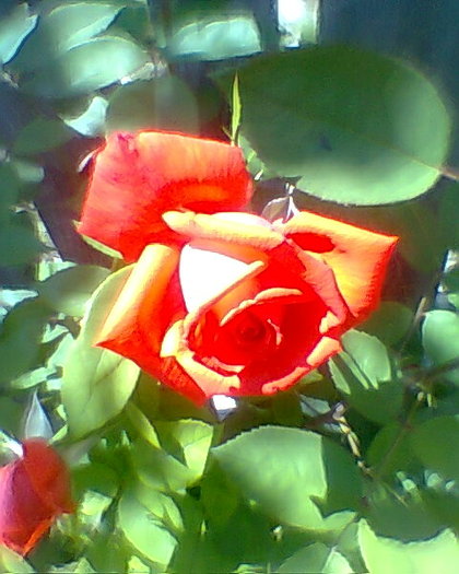Fotogr.0093 - trandafiri 1