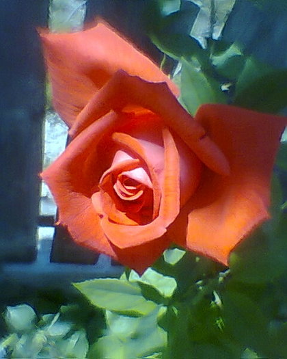 Fotogr.0094 - trandafiri 1