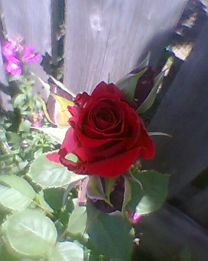 Photo0025 - trandafiri 1