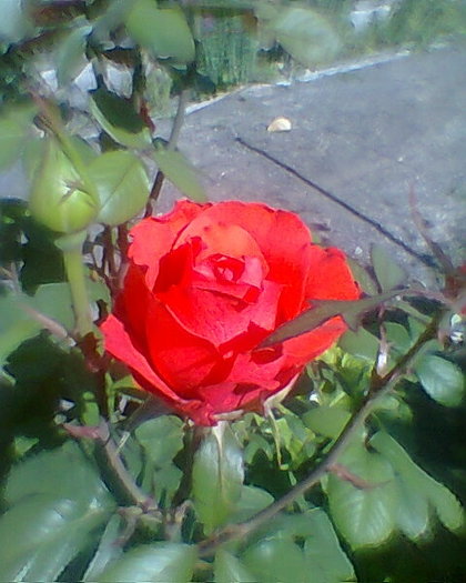 Photo0026 - trandafiri 1