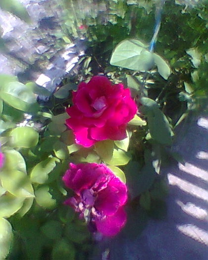 Photo0027 - trandafiri 1