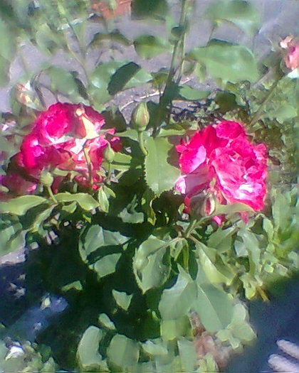 Photo0028 - trandafiri 1