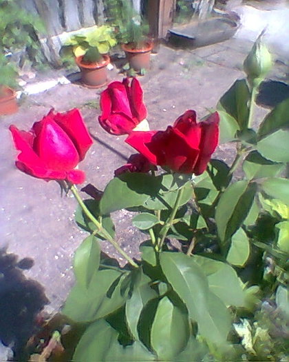Photo0029 - trandafiri 1