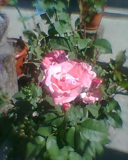 Photo0030 - trandafiri 1