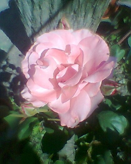 Photo0031 - trandafiri 1