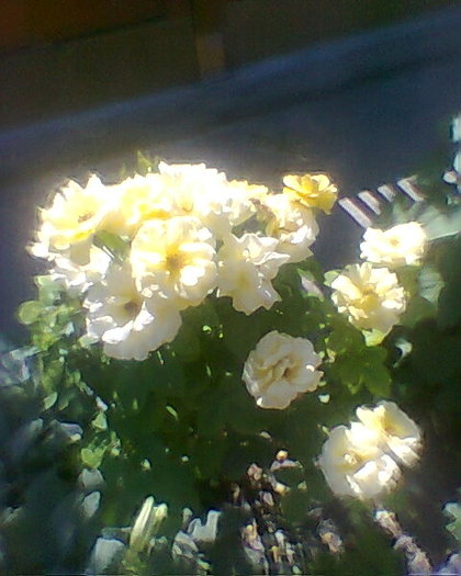 Photo0033 - trandafiri 1