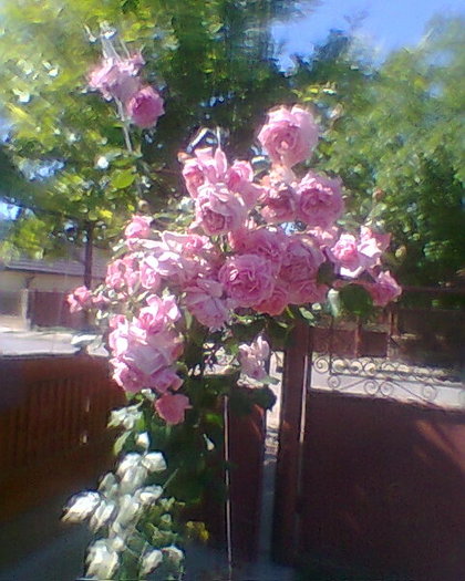 Photo0036 - trandafiri 1