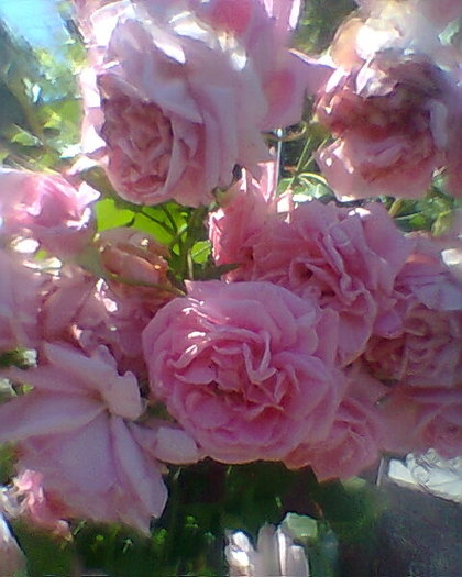 Photo0037 - trandafiri 1