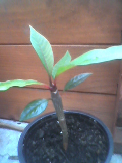 iunie 2011 - Plumeria