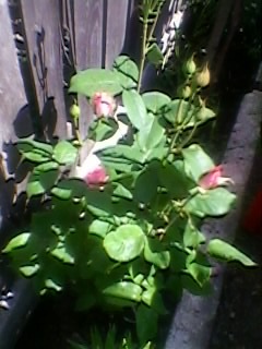 SP_A1747 - trandafiri 1