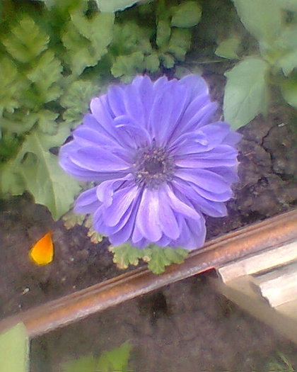 Fotogr.0109 - ANEMONE