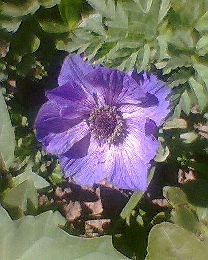 Photo0018 - ANEMONE