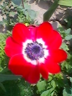 SP_A1784 - ANEMONE