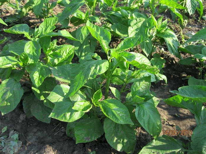 IMG_0594 - Gradina de legume 2011