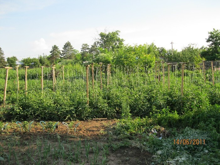 IMG_0597 - Gradina de legume 2011