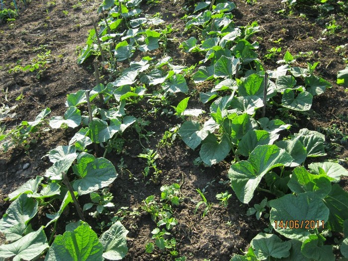 IMG_0598 - Gradina de legume 2011