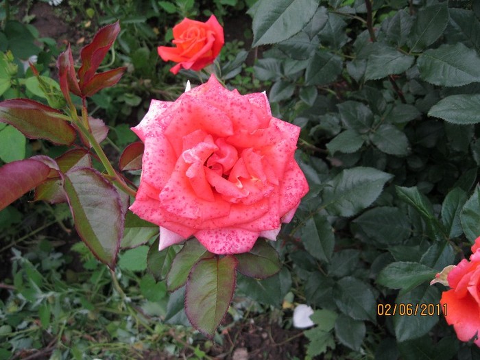 IMG_0540 - Flori in gradina 2011