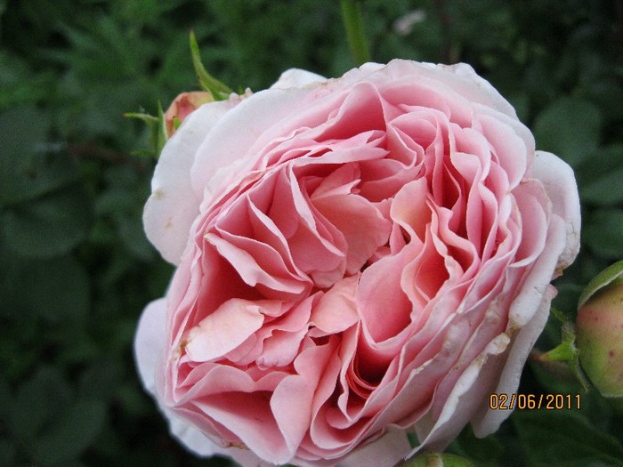 IMG_0542 - Flori in gradina 2011