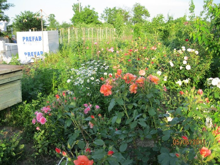 IMG_0551 - Flori in gradina 2011