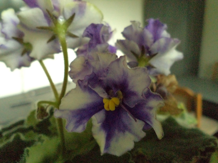 Copy of DSC00285 - florile mele