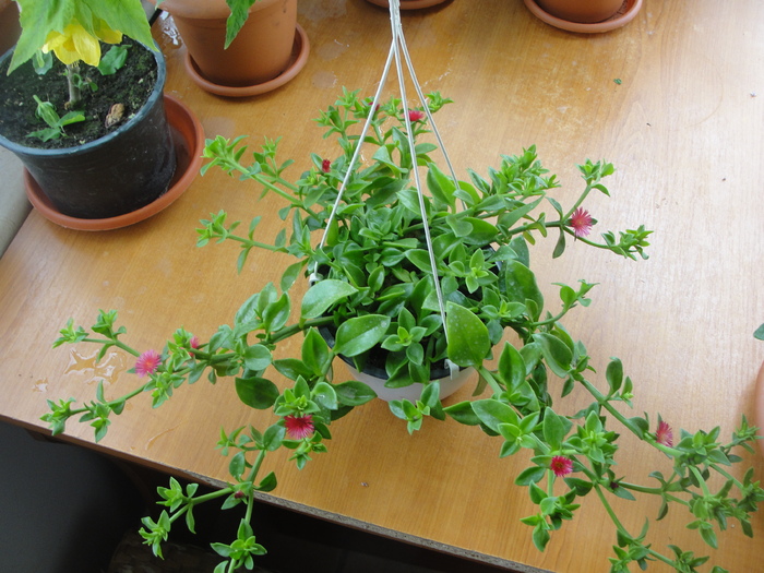 aptenia - C-plante de interior 2011