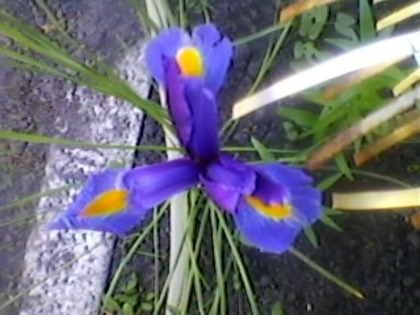 SP_A1707 - IRIS