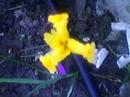 SP_A1743 - IRIS