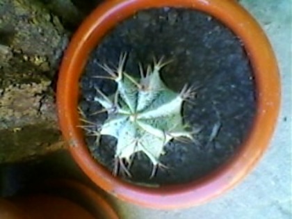 SP_A1714 - CACTUSI SI SUCULENTE