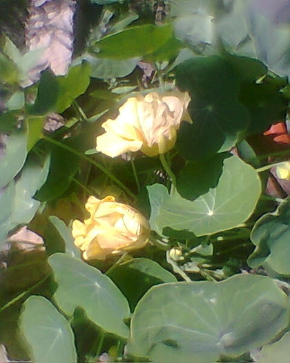 Photo0013 - FLORI DE GRADINA