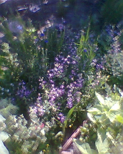 Photo0016 - FLORI DE GRADINA