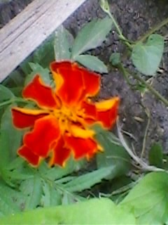 SP_A1757 - FLORI DE GRADINA