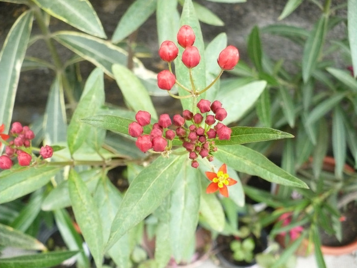 Asclepias curasavica