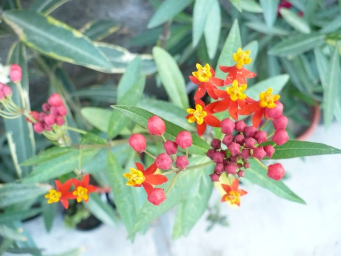 Flori Asclepias curasavica - Leandrii 2011