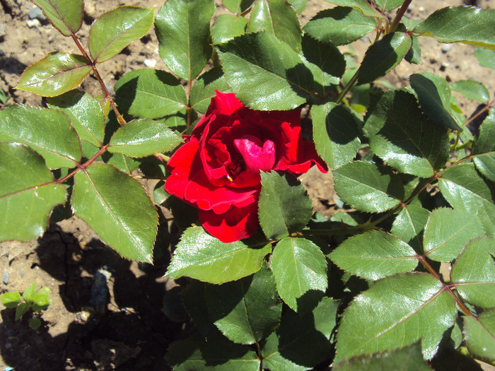 DSC08418 - GRADINA  2011