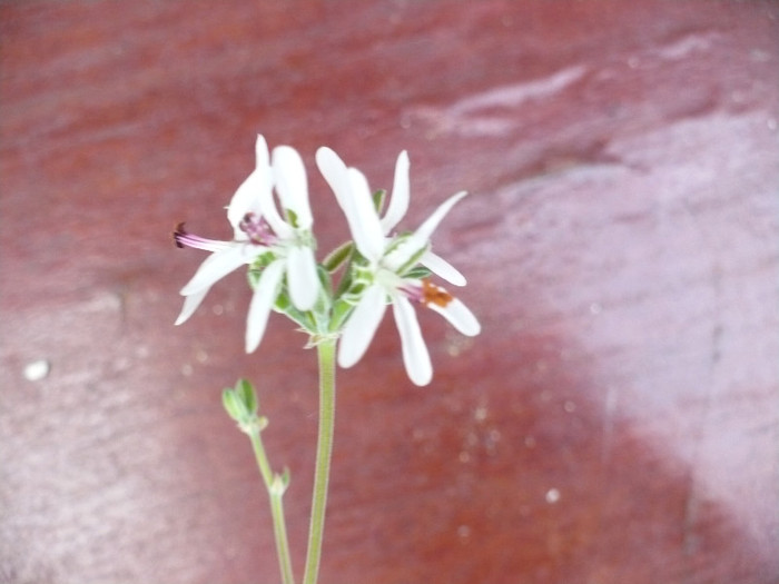 Floare Pelargonium ferulaceum - Muscate 2011