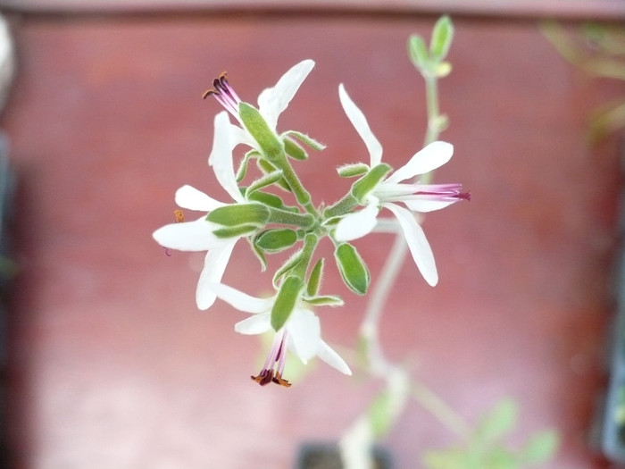 Floare Pelargonium ferulaceum 10.06.2011