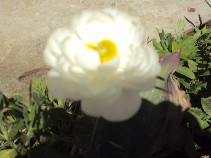DSC08427 - GRADINA  2011
