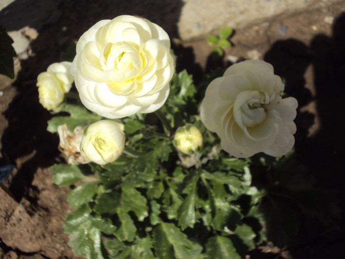 DSC08428 - GRADINA  2011