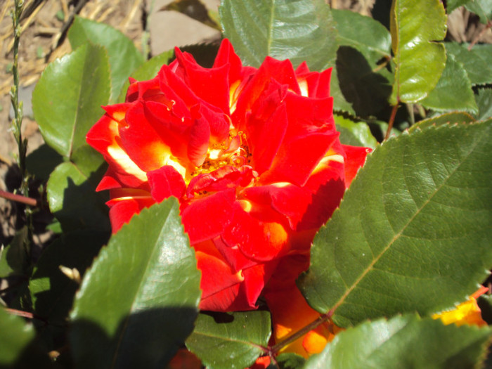 DSC08431 - GRADINA  2011