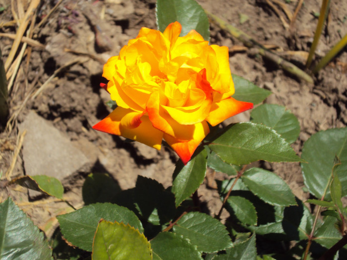 DSC08432 - GRADINA  2011
