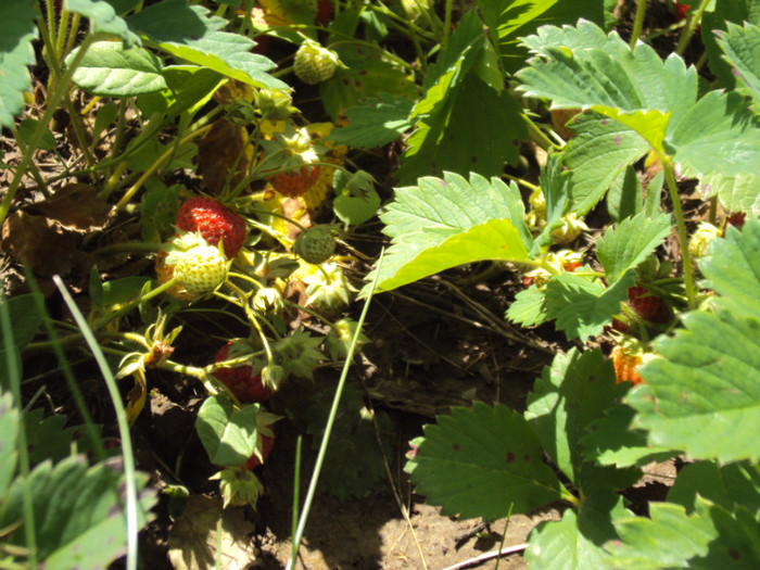 DSC08433 - GRADINA  2011