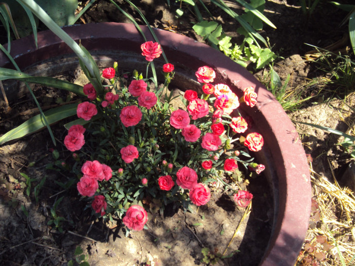 DSC08436 - GRADINA  2011