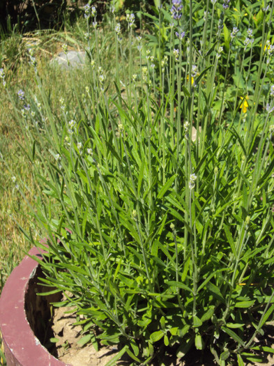 DSC08439 - GRADINA  2011