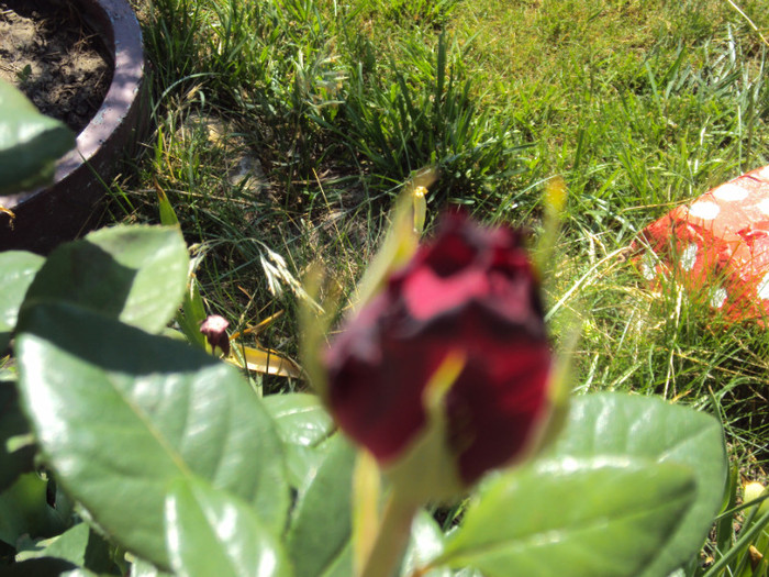 DSC08440 - GRADINA  2011
